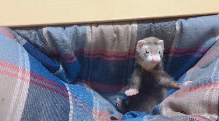 飛び出タロー。